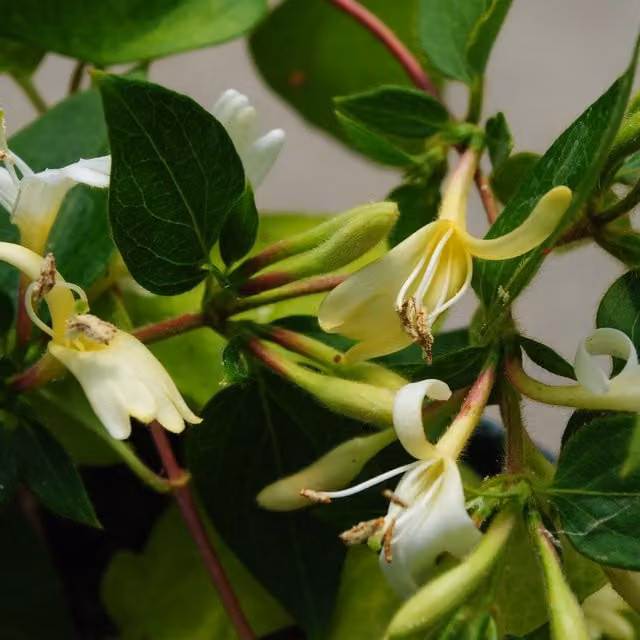 Plants By Post Lonicera Japonica Horwood Gem Climber with Creamy White and Yellow Flowers