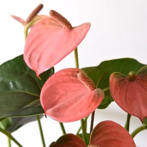 Thompson & Morgan Anthurium Aqua Pink Flowering Indoor Plant with Visible Roots in a Transparent Glass Vase – 2
