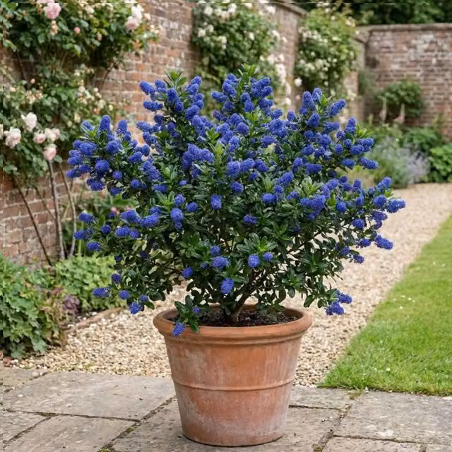 Plants By Post Ceanothus Victoria Blue and Green Ornamental Flowering Shrub