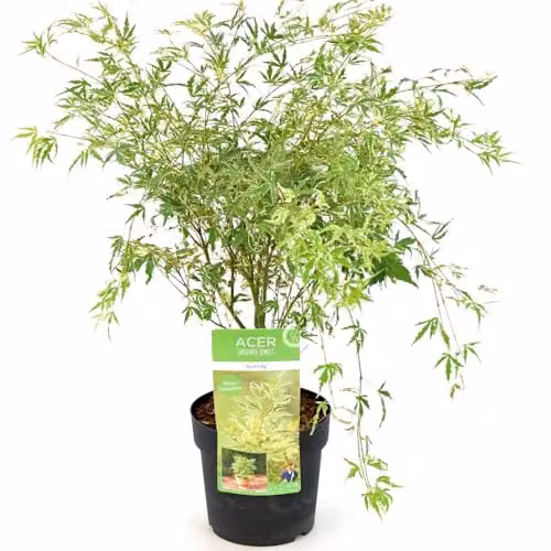 Thompson and Morgan Acer palmatum Butterfly Variegated Japanese Maple with Cream and Pink Margins, 3 Litre Pot – 3
