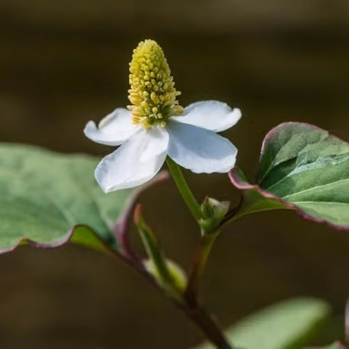 Thompson and Morgan Houttuynia Cordata Boo Boo Hardy Perennial with Yellow and Red Leaf Margins and White Flower Spikes, 3 x 1 Litre Pots