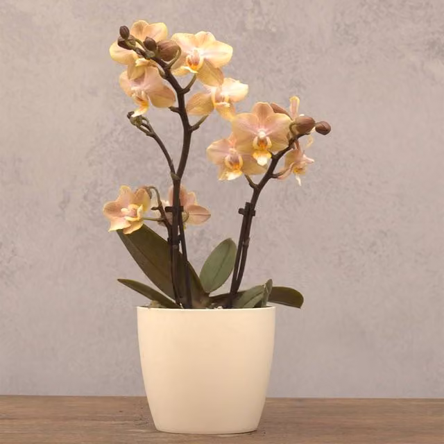 Primrose Scented Orchid Phalaenopsis Flowering Indoor Plant in a 7 cm Pot, Height: 25 cm