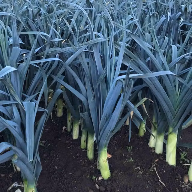 Marshalls Stromboli Leek Vegetable Seeds, 40 Seeds