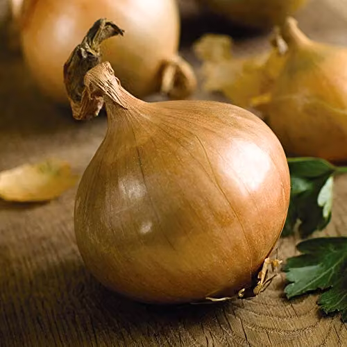 Thompson and Morgan Ailsa Craig Hardy Onion Vegetable Seeds, 250 Seeds – 1