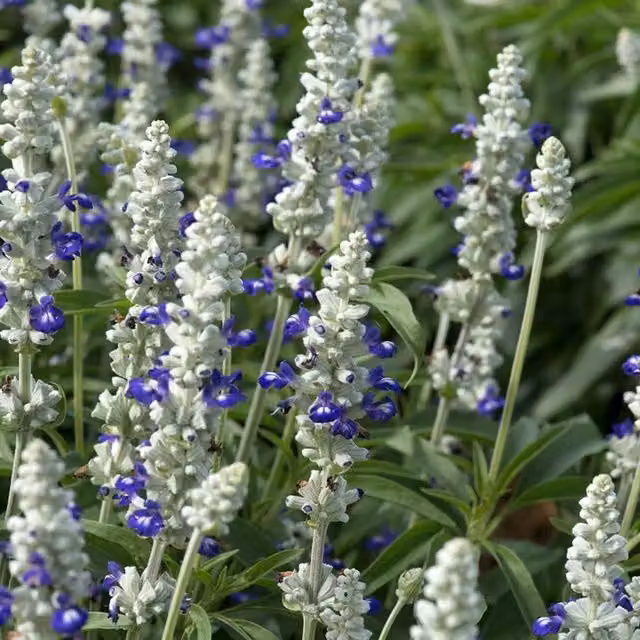 Plant Theory Set of 3 Victoria Blue Bicolour Salvia Farinacea Perennial Bedding Plants in 9cm Pots