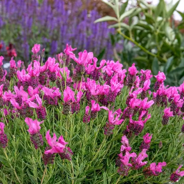 Marshalls Garden Pink Summer Compact Fragrant French Lavender, Perennial Ornamental Plant, Pink/Grey, Pack of 6