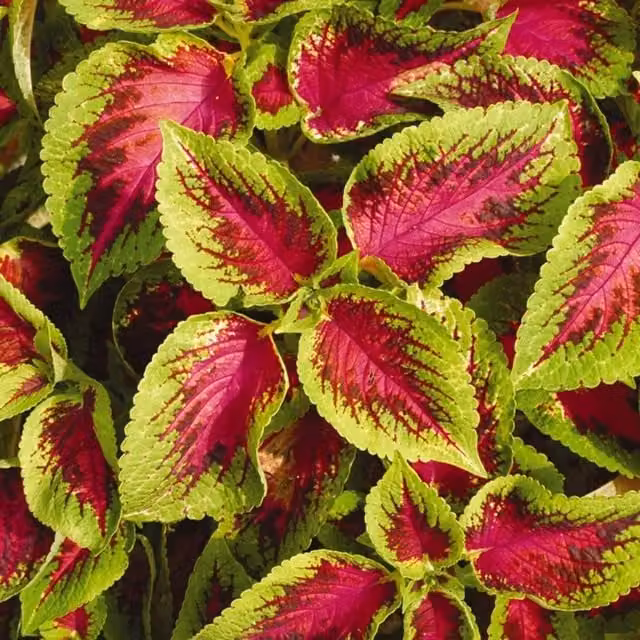 Set of 3 Pink and Multicolour Watermelon Coleus Bedding Plants by Plant Theory in 9cm Pots