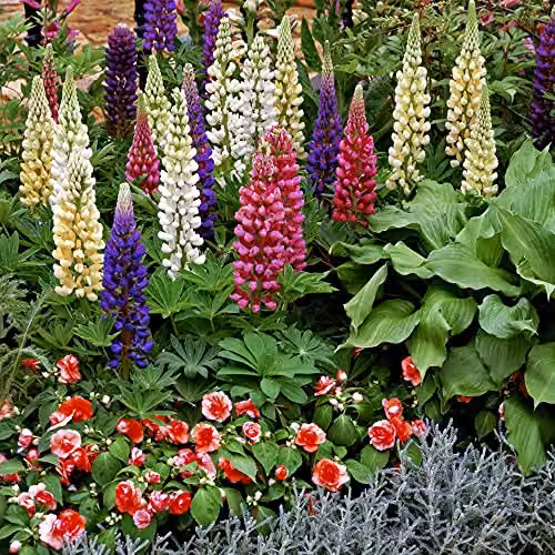 Thompson and Morgan Lupin Gallery Mix Hardy Perennial Flowering Garden Plants, Multicolour, 3 x 9cm Pots – 3