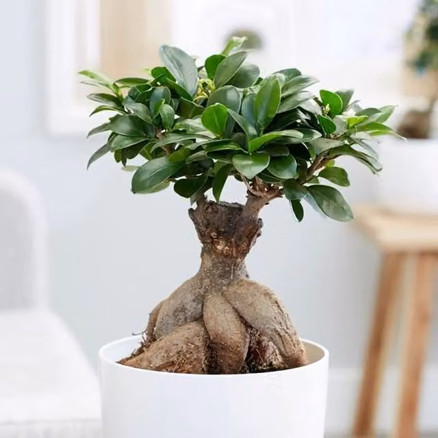 Primrose Ficus Microcarpa Ginseng Indoor Bonsai Tree in Green Pot, Height: 40 cm, Pot Diameter: 15 cm