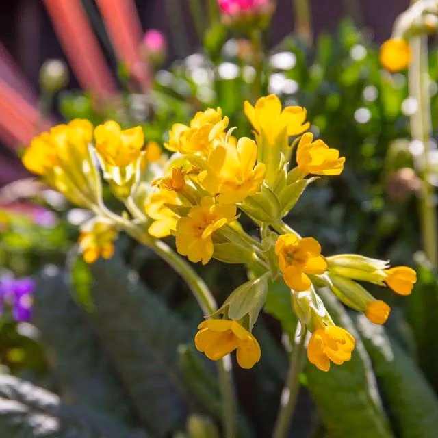 Marshalls Garden Primula Veris Cowslip Yellow Perennial Plug