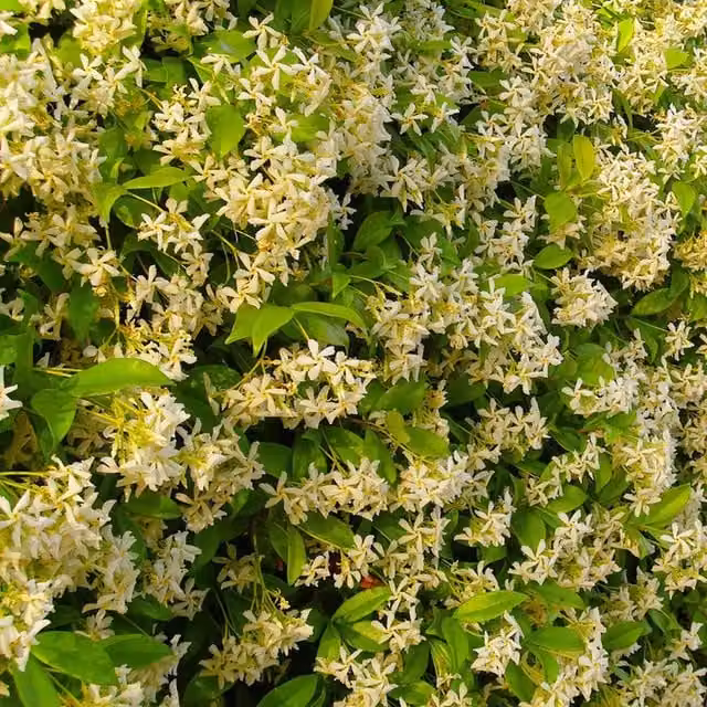 Plants By Post Trachelospermum Star of Tuscany Golden Yellow Outdoor Climbing Plant