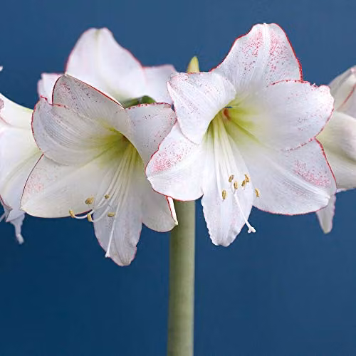 Thompson and Morgan Amaryllis Collection Indoor House Plant Tender Bulbs, 4 Varieties, Multicolour, 4 Bulbs – 2