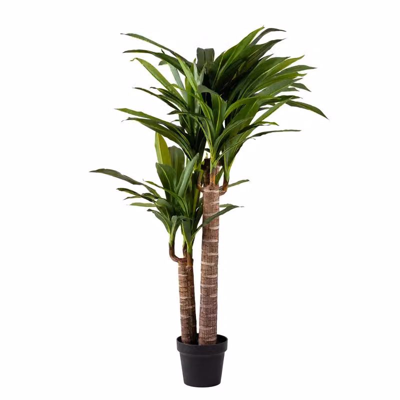Scottish Everlastings Ltd 120cm Triple Stem Green Yucca Tree – 3