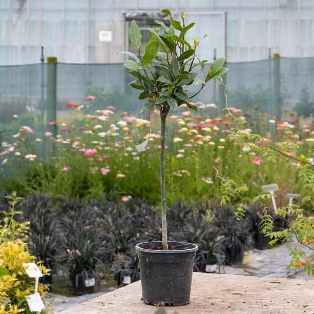 Marshalls Garden Laurus Ornamental Tree, Green, Pair