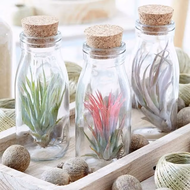 Primrose Tillandsia Abdita Air Plant in a Beige Round Glass Bottle
