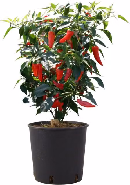 Plants By Post Red Apache Chilli Pepper Shrub, 6 Pack, 0.3 l Pots