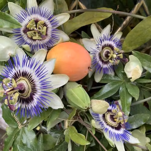 Thompson & Morgan Passiflora caerulea Exotic Climber with White, Purple and Orange Flowers and Edible Fruits, 1x 9cm Potted Plant – 3