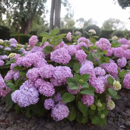 Thompson & Morgan Hydrangea macrophylla Endless Summer The Original Reblooming Ornamental Shrub in Pink, Blue or Multicolour, 35 Litre Pot – 2