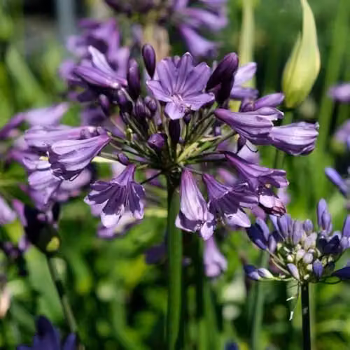 YouGarden 3 x Agapanthus Poppin Purple Hardy Perennial Plants in 9cm Pots