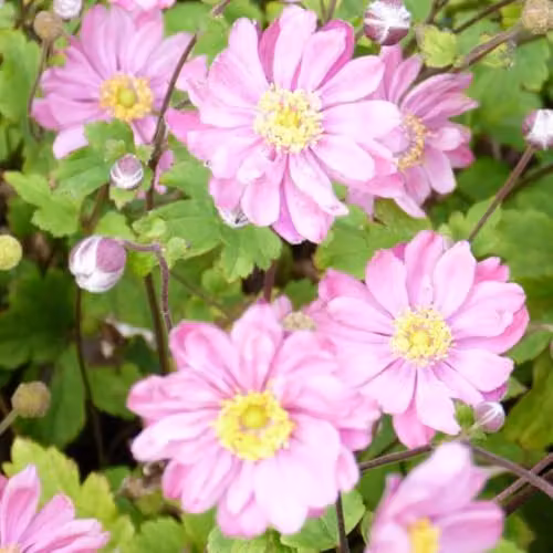 Thompson & Morgan Anemone hupehensis VAR. Japonica Pamina Rose-Pink Double Flower Hardy Perennial, 3 Litre Potted Plant