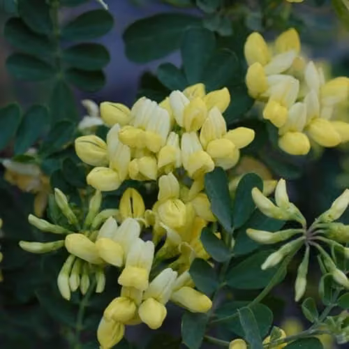 Thompson & Morgan Coronilla Citrina Yellow Fragrant Winter Flowering Ornamental Shrub, 3 x 9cm Potted Plants – 4