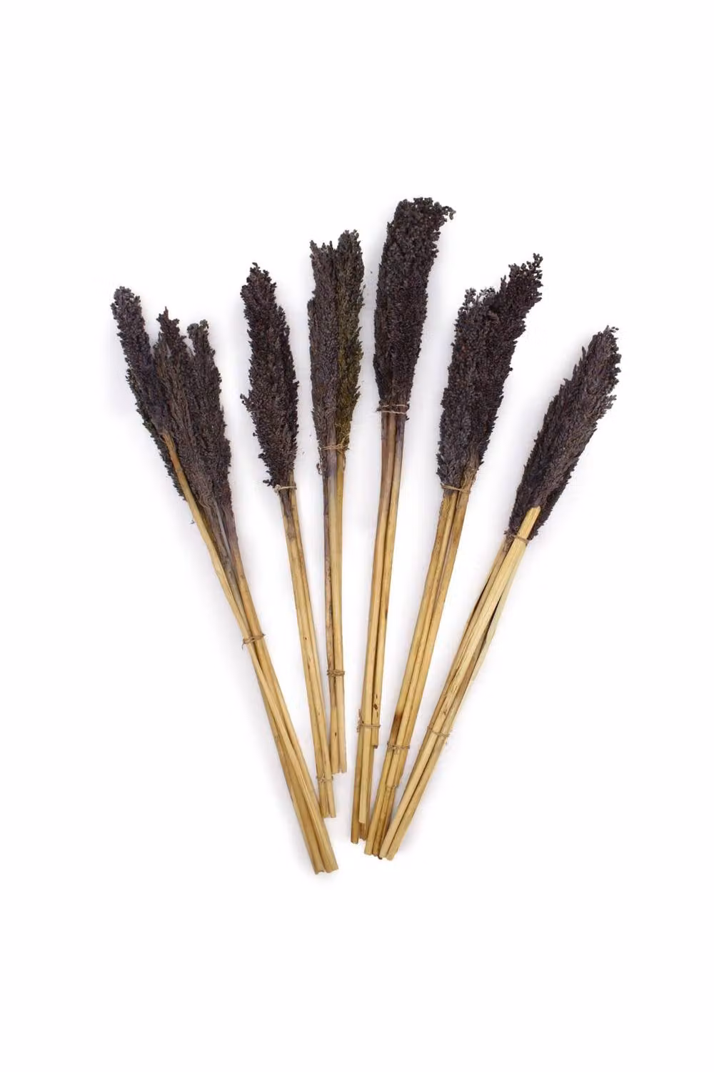 KDMD Vibrant Cantal Grass Bunch Dried Coloured Floral Decor, Black, Height: 50 cm – 2