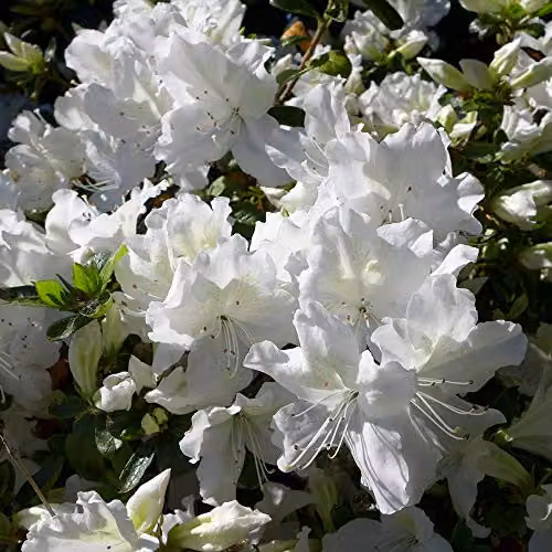Thompson & Morgan Hardy Rhododendron Mary Helen Evergreen Flowering Ornamental Shrub, White and Green, 2 x 3 Litre Pots – 2