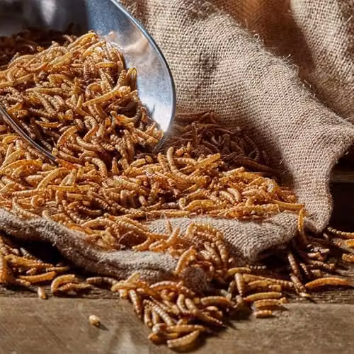 Happy Beaks Dried Mealworms for Wild Birds, High Protein Bird Feed, 5kg – 3