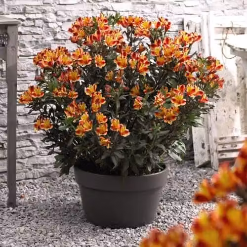 Thompson & Morgan Alstroemeria Indian Summer Peruvian Lily Hardy Perennial with Sunset Coloured Blooms, 50mm Plug and Sabina Grey Pot