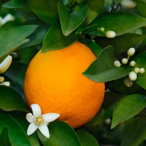 Thompson & Morgan Premium Sweet Orange Fruit Tree, 5 Litre Potted Plant