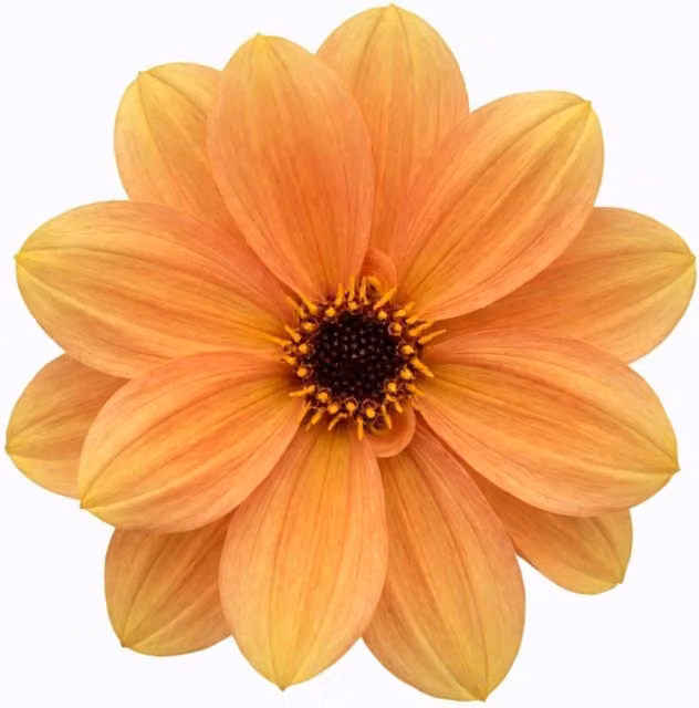 Plants by Post Orange Dahlia Dahlegria Sunrise Perennial Outdoor Plant 3L