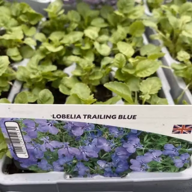 Plants by Post Lobelia Trailing Bedding Plants, Blue, 24 Plants