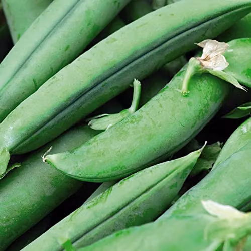 Thompson and Morgan Jumbo Maincrop Pea Seeds, Approx. 250 Seeds per Packet