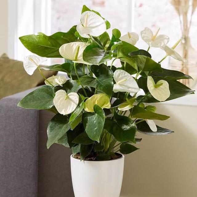 Primrose White Champion Anthurium Flamingo Flower Indoor Potted Plant in Green 14cm Pot, Height: 50 cm