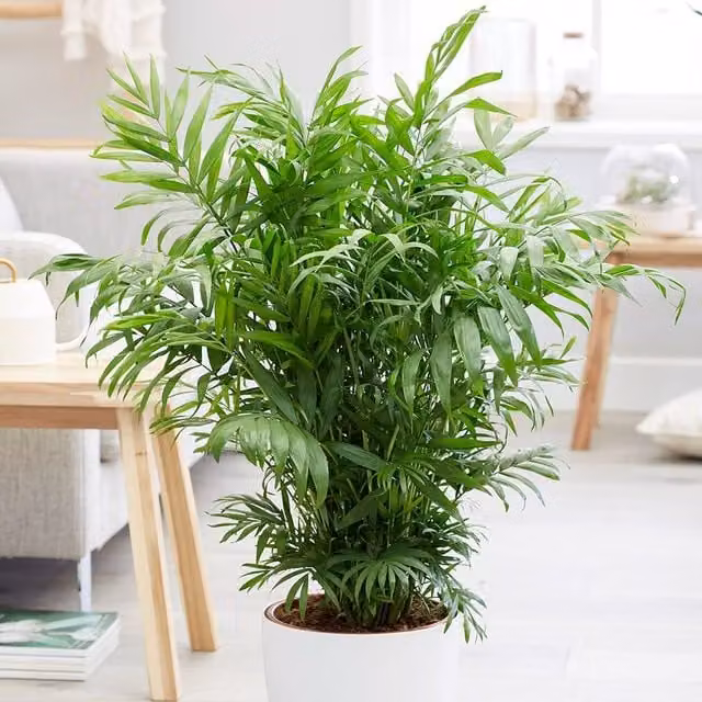 Primrose Elegans Parlour Palm or Dwarf Mountain Palm in a 17cm Green Pot, 55cm Height