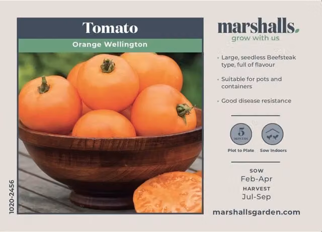 Marshalls Garden Orange Wellington Tomato Seeds, Disease-Resistant Beefsteak Variety