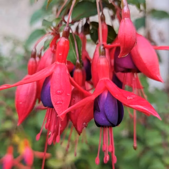 Marshalls Garden Hardy Fuchsia Mrs Popple Perennial Ornamental Shrub in Red, Purple and Pink