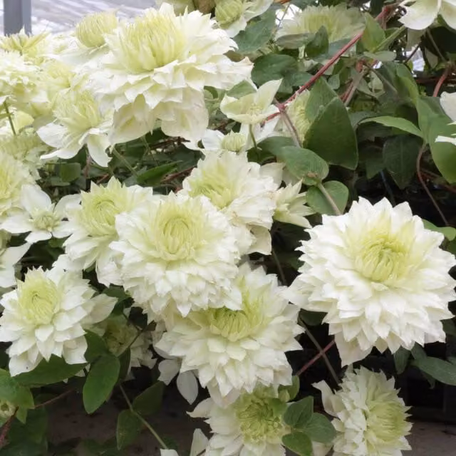 Marshalls Garden Clematis Manju White Climber for Ornamental Gardens