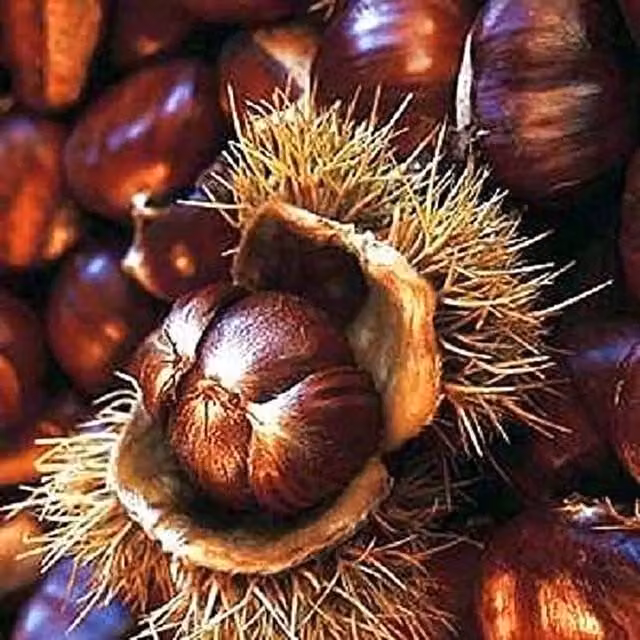 Direct Plants Sweet Chestnut Castanea Sativa Fruit Tree in Pot, Green and Brown