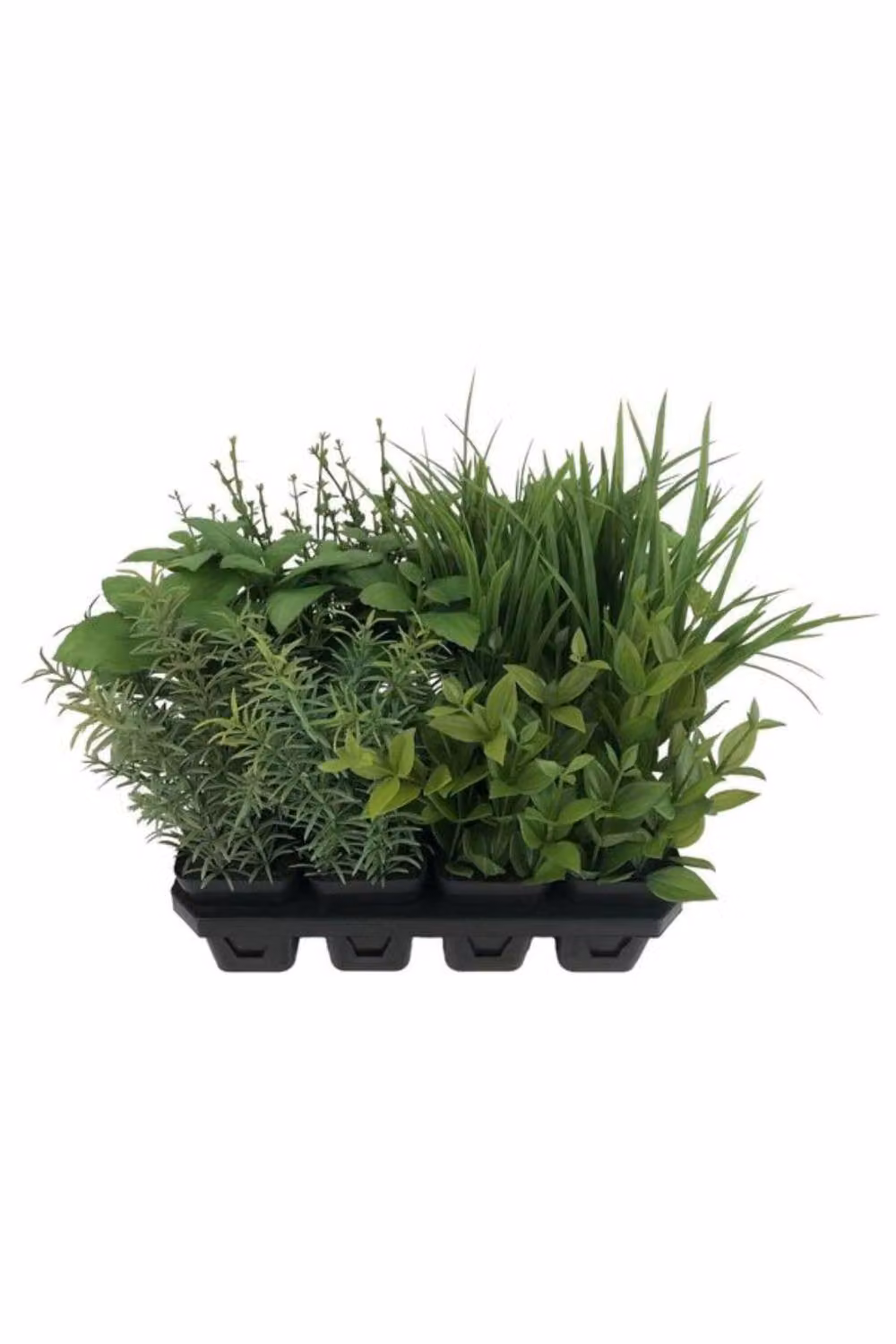 KDMD Botanica Tray of 12 Assorted Potted Green Herbs – 2