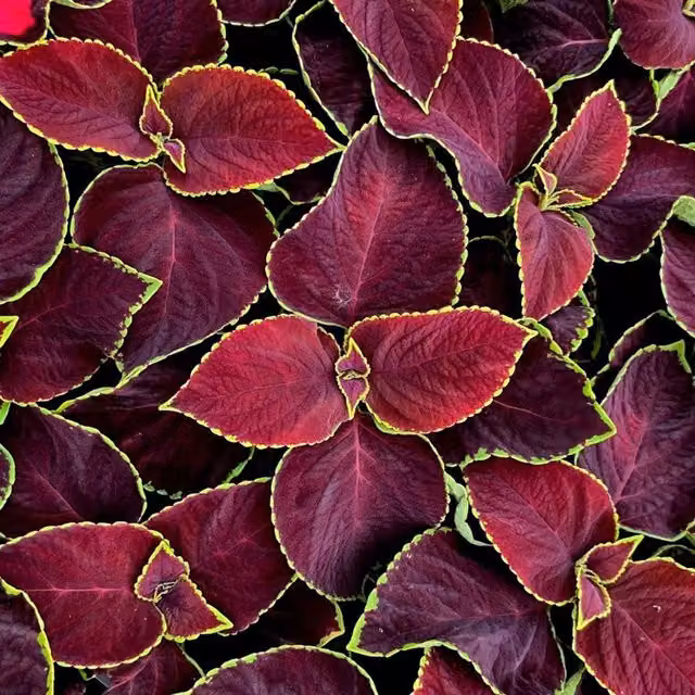 Plant Theory Set of 3 Chocolate Mint Coleus Scutellarioides Bedding Plants in 9cm Pots, Purple