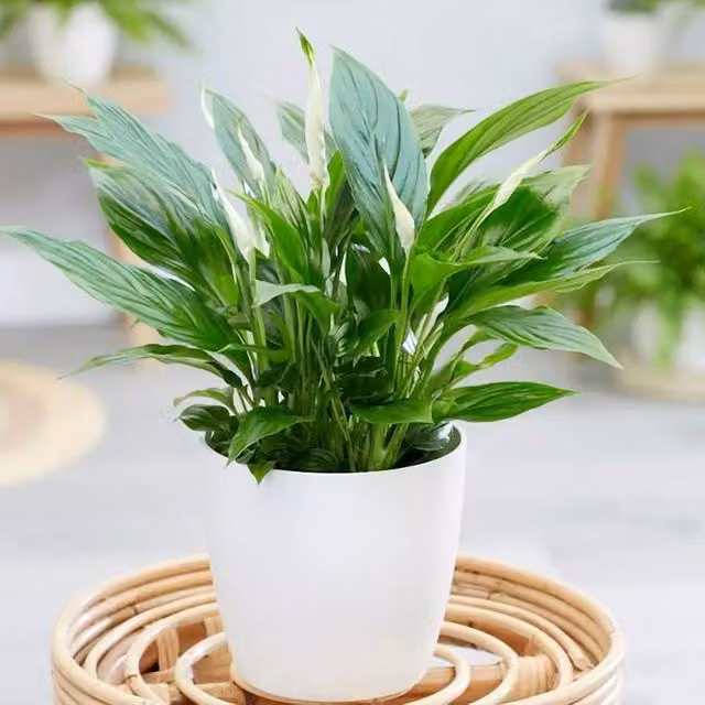 Primrose Spathiphyllum Peace Lily Houseplant in Green and White, 30 cm Height