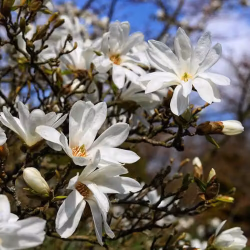 YouGarden White Magnolia Stellata Star Magnolia Standard Ornamental Tree, Height: 70 cm – 2