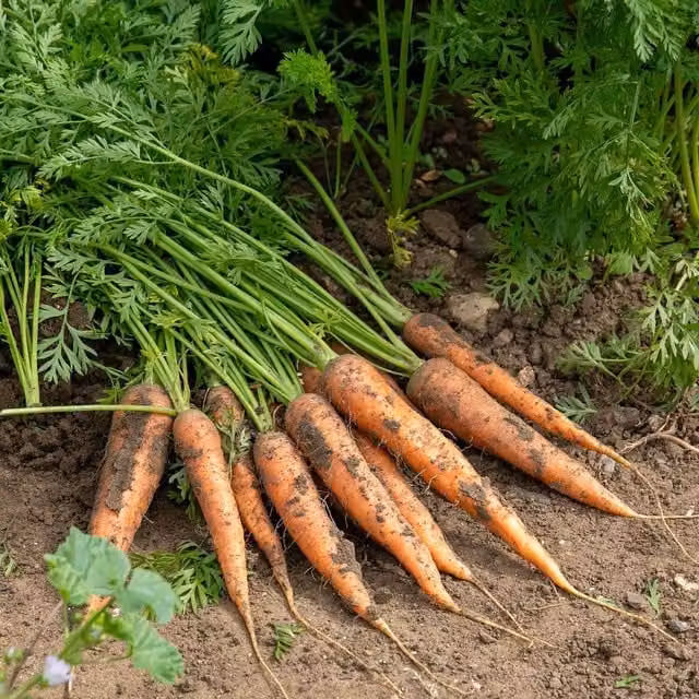 Marshalls Garden Resistafly F1 Carrot Seeds, High-Yield Orange Vegetable Seeds