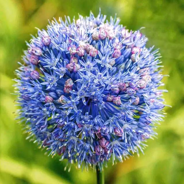Marshalls Garden Blue Allium Caeruleum Ornamental Bulbs