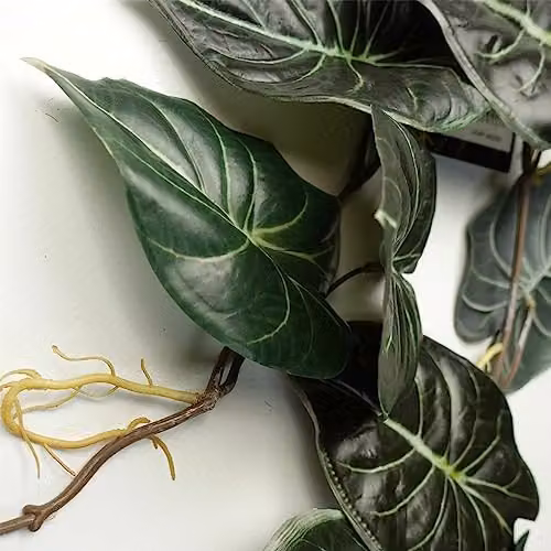 Leaf UK Alocasia Dragon Scale Artificial Trailing Hanging Plant, Dark Green, Length: 120 cm – 4