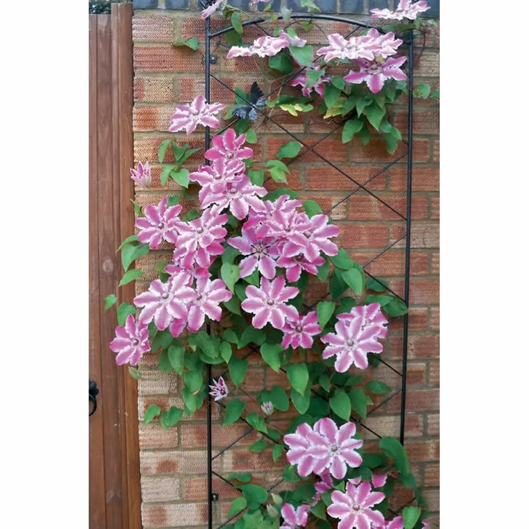 Poppyforge Regent Steel Wall Trellis Decorative Garden Plant Support in Black, H: 164 cm, W: 52 cm – 2