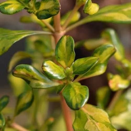 YouGarden Coprosma Lemon and Lime Evergreen Ornamental Shrubs, 3 x 9cm Pots, Yellow, Green and Orange – 1