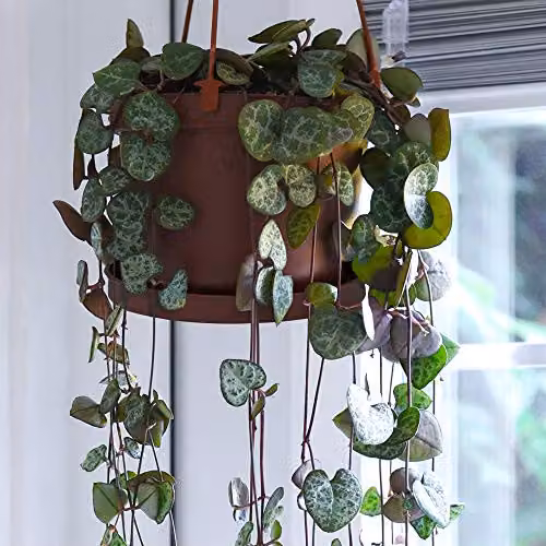 Thompson and Morgan String of Hearts Ceropegia Woodii Indoor Trailing House Plants, Set of 2 in 10cm Hanging Baskets – 3
