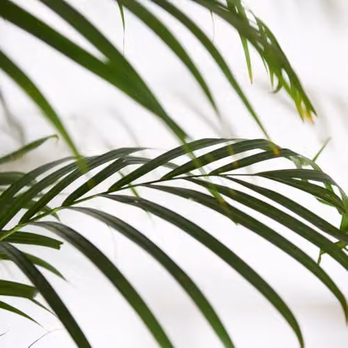 Thompson and Morgan 2 x Areca Dypsis Palm Indoor Plants in 9cm Pots – 2
